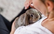 Person holding a cute pet rabbit