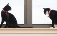 Two cats explore inside next to a large window