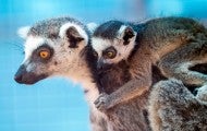 Lemurs in temporary area at Black Beauty Ranch after being rescued from a zoo in Puerto Rico