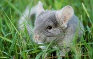 Small chinchilla sits in grass