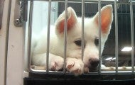 Bored, lonely puppy in cage at Petland store