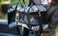 Pet cat in travel carrier going into a car