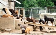 Many dogs dogs living in filthy conditions on the property of a high-volume breeder