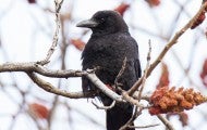 American crow sitting on a branch