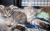 Mother and child cat at temporary shelter after being rescued by HSUS animal rescue team