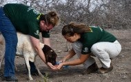 Two people from Humane Society International offer fresh water to a weak sheep