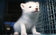 A young fox at a fur farm stares out from their cage