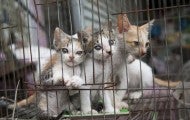 Kittens in a cage at a slaughterhouse