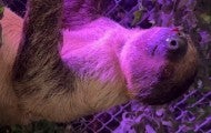 Two sloths fighting in the presence of customers who purchased an encounter with sloths. One sloth suffered from a wound under his chin.