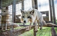 A fox stands in a cramped wire cage at a fur farm