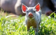 A young pig stands in an open field