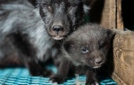 Photos taken on two fur farms in Finland as part of an investigation into the cruelty of fur farming