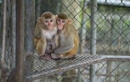 A pair of 1-year old macaque siblings sit in an enclosure at a wildlife detention center 