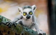 Close up photo of Sprout, a baby lemur living in Black Beauty Ranch.