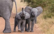 Young elephants walking in the wild