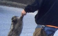 A man holds a dead raccoon