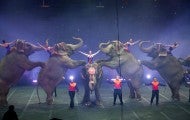 Elephants forced to perform at a circus