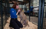 A person hugs a dog at a temporary shelter