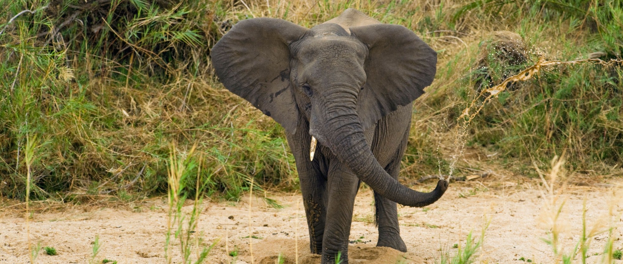 Brutal killing of African elephant highlights need to end trophy hunting