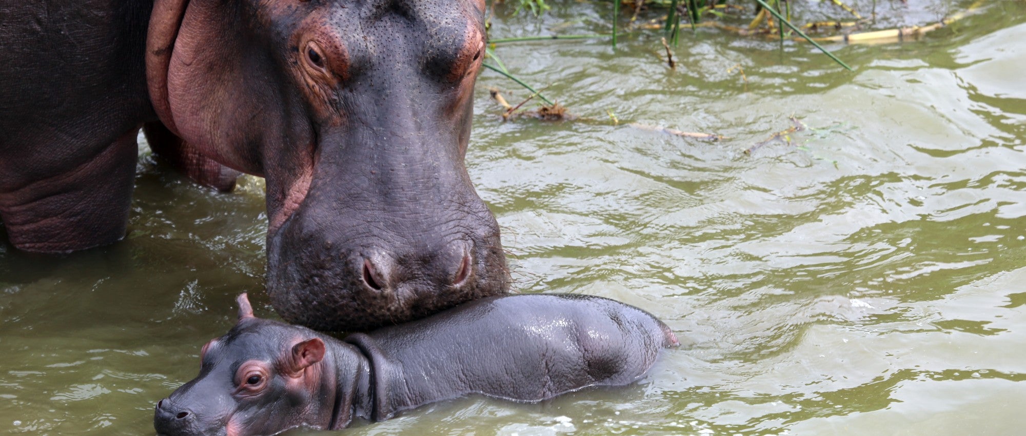 Leopards, sharks and glass frogs win new protections, while hippos face tragic losses