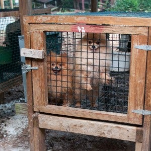 Dogs in cages during a rescue from a North Carolina puppy mill