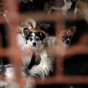 In a Asian dog meat slaughterhouse, hundreds of pet dogs await death