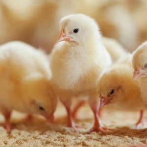baby chicks in farm hatchery