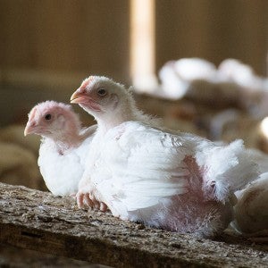 broiler chickens at Perdue factory farm