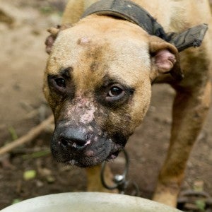 dog fighting dog with injuries to the face