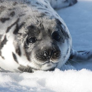 Harp seal on the ice in Canada, just before the annual seal slaughter