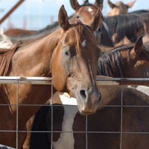 horses in pens before slaughter