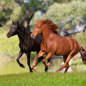 Horses in safe and caring environment