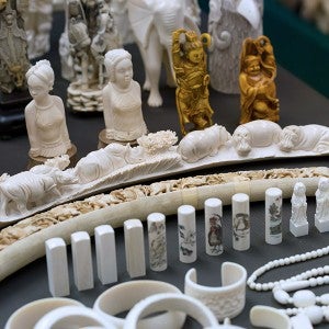 Seized worked ivory confiscated and destroyed in Hong Kong