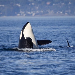 The HSUS helped end orca captive breeding program at SeaWorld