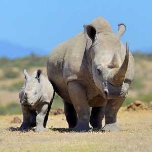 Endangered rhinos in Africa are often hunted for their horns 