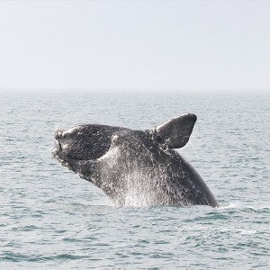 right whale breaching in the North Atlantic