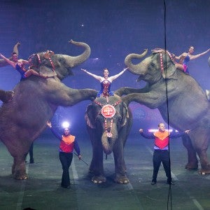 Ringling Bros and Barnum Bailey circus elephants 