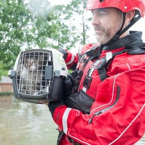 Cat being rescued from flooding during Hurricane Harvey in 2017