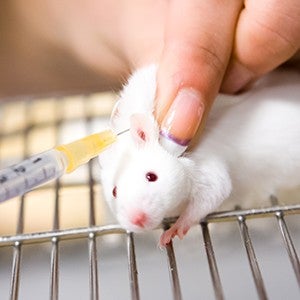 mouse animal testing