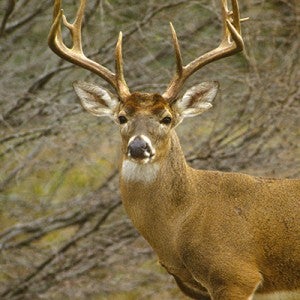 Buck with large antlers standing near trees