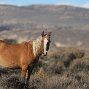 Wild horse in the Sand Wash Basin of Northwestern Colorado stands in the open desert landscape