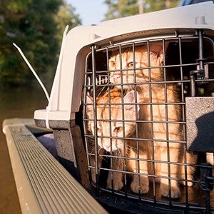 Two orange cats in a carrier on a boat, rescued from hurricane flooding. 