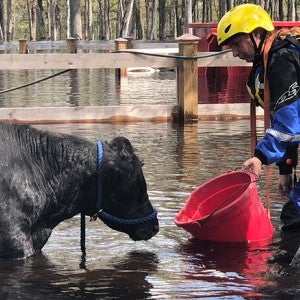 Cow in flood waters, being lured by food to rescue