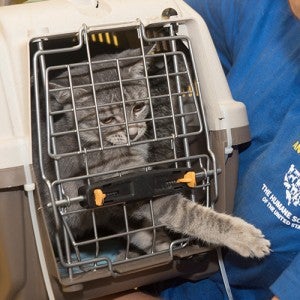 Cat reaches her paw through her carrier as she is carried to the shelter