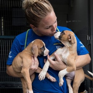 Two puppies in the arms of an Animal Rescue Team member, being transported to a shelter
