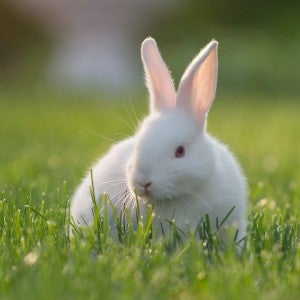 White rabbit in the grass