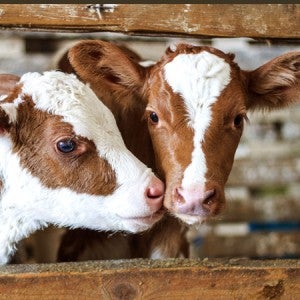 Two sweet brown and white cows in a barn