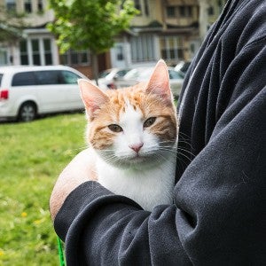 Cat at Pets for Life Event