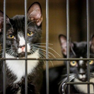 Two cats in an emergency shelter after being displaced by the California wildfires