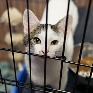 Portrait of a cat at an adoption center